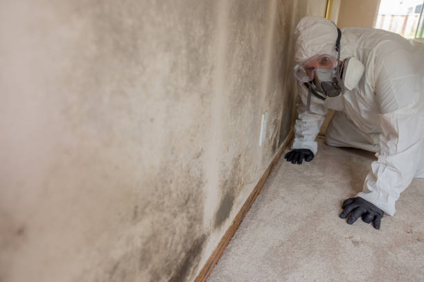 Trusted Franklinville, NJ Mold Removal Experts